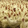 Investasi Peternakan Ayam Broiler